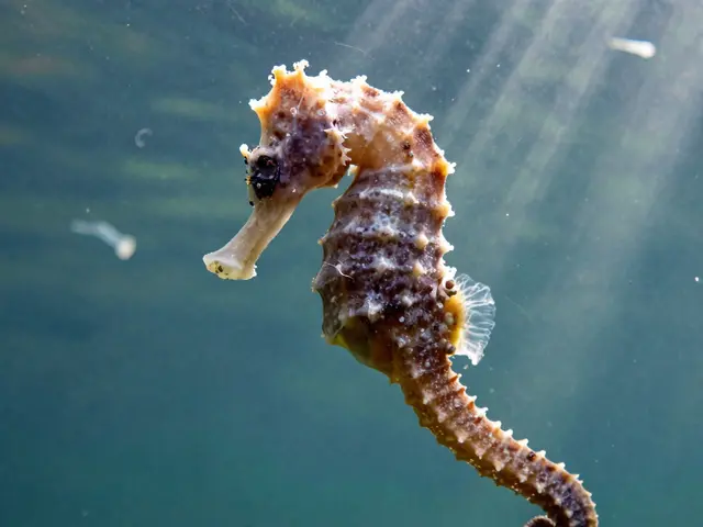 Jak dýchá mořský kůň? Skutečný význam pro mořský kolagen a vaši pleť