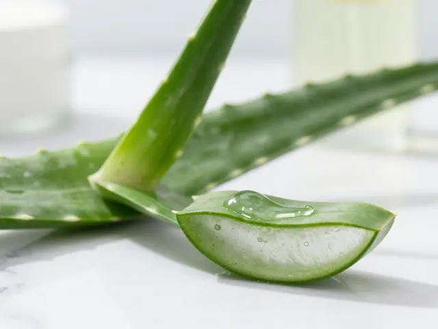Aloe vera na pleť: Komplexní průvodce aplikací, benefity a časté chyby